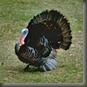 wild_turkey