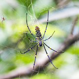 mother by Clarence Damasco -  