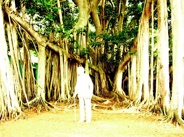 Nature Photo, Photography