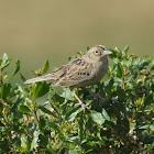 Grasshopper Sparrow