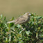 Grasshopper Sparrow