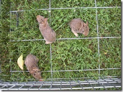 bunnies 6-27 039