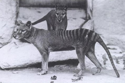 Tasmanian Tigers