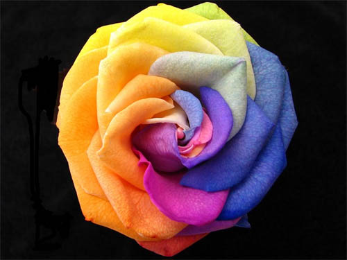 Rose Of Many Colours
