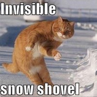 Best Invisible Cat Pictures