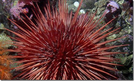 7 Animals With the Longest Life Spans - seaurchin