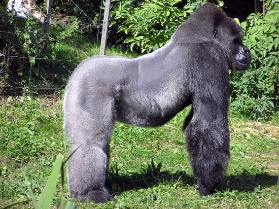 gorilla_resize