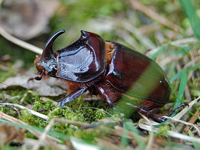 [1. Rhinoceros Beetle[5].jpg]