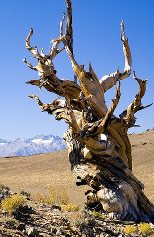 [Methusalah Tree 00[5].jpg]