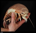 [Giant Isopod 2_resize[4].jpg]