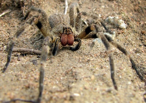 The Brazilian wandering spider