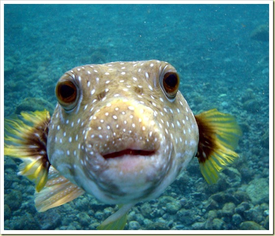 10-most-poisonous-animals-in-the-world-puffer-fish