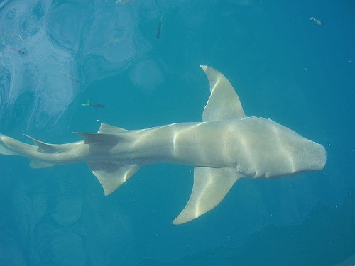 Pacific Sleeper Shark