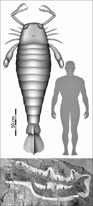 giant-sea-scorpion