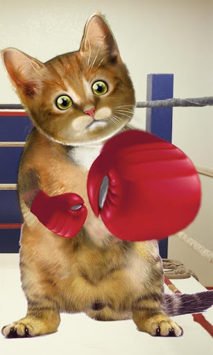 Boxing Cat