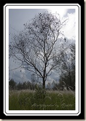 Lone Withered Tree