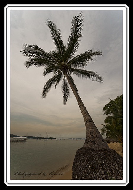 [Coconut Tree[3].jpg]