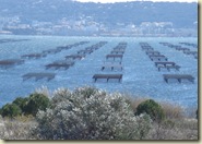 oyster beds_1