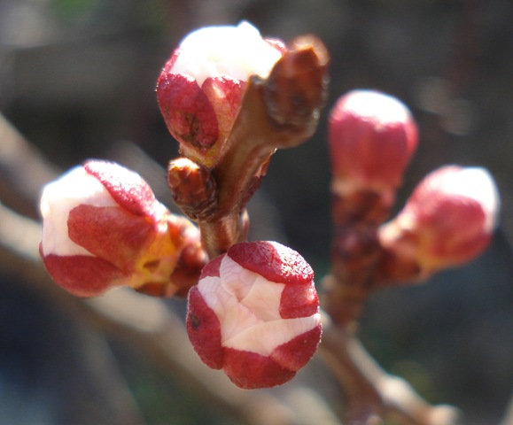 [apricot blossom bud_2[5].jpg]