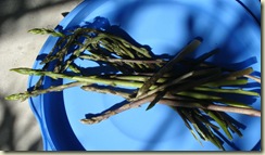 wild asparagus_1_1