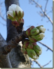 cherry blossom 2_1_1_1