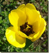 tulip1_1_1