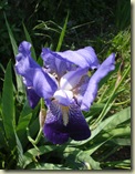 iris1_1_1_1