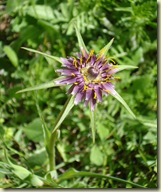 salsify - Tragopogon porrifolius_1_1