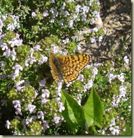 butterfly on thyme_1
