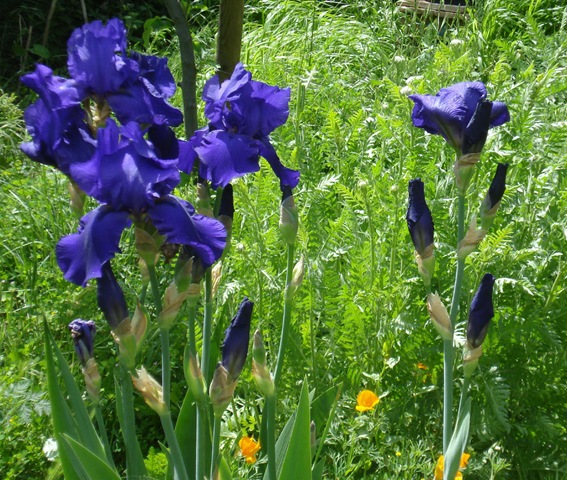 [purple irises_1_1[4].jpg]