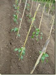 pepper plants_1_1