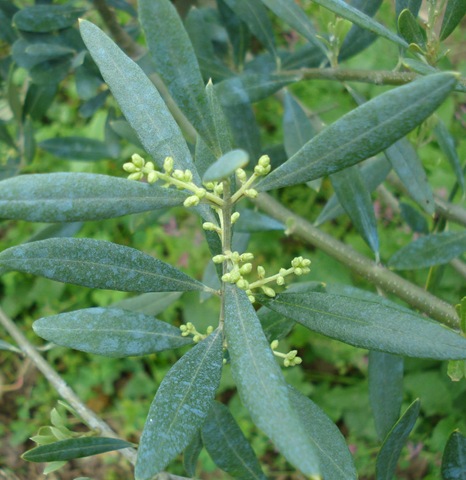 [olive flowers_1_1[3].jpg]
