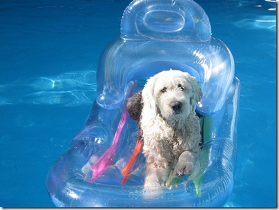 dog pool2