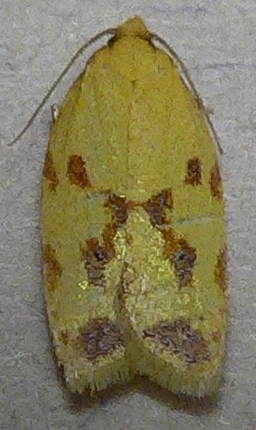 Sparganothis Fruitworm Moth