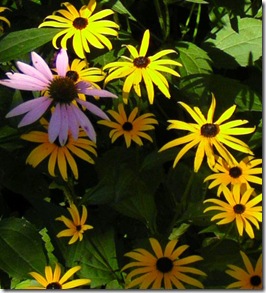 Black Eyed Susan and Pink Cone Flower