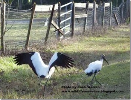 Wood Storkcs