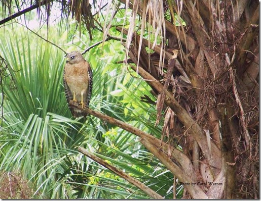 Immature Red Shoulder Hawk, Pale FL form