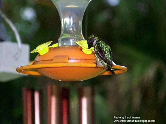 [hummingbird 007cs1[3].jpg]