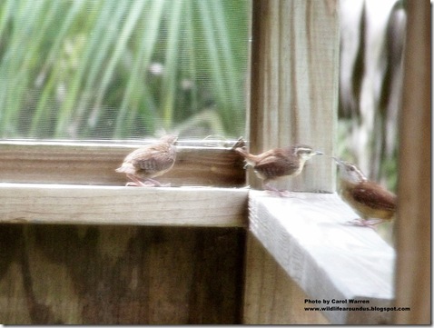 baby wrens fledging 049cs