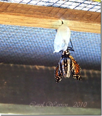 Butterfly emergingcs