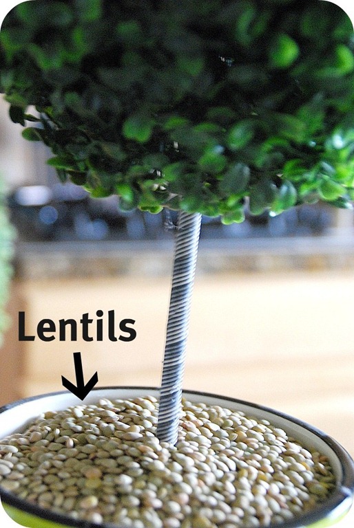 [lentils[4].jpg]