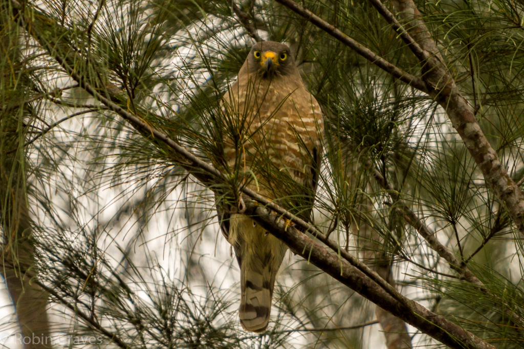 Roadside Hawk