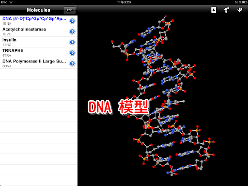 DNA 的結構