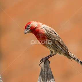 Rosebud on Picket  by Robert Marquis - Animals Birds