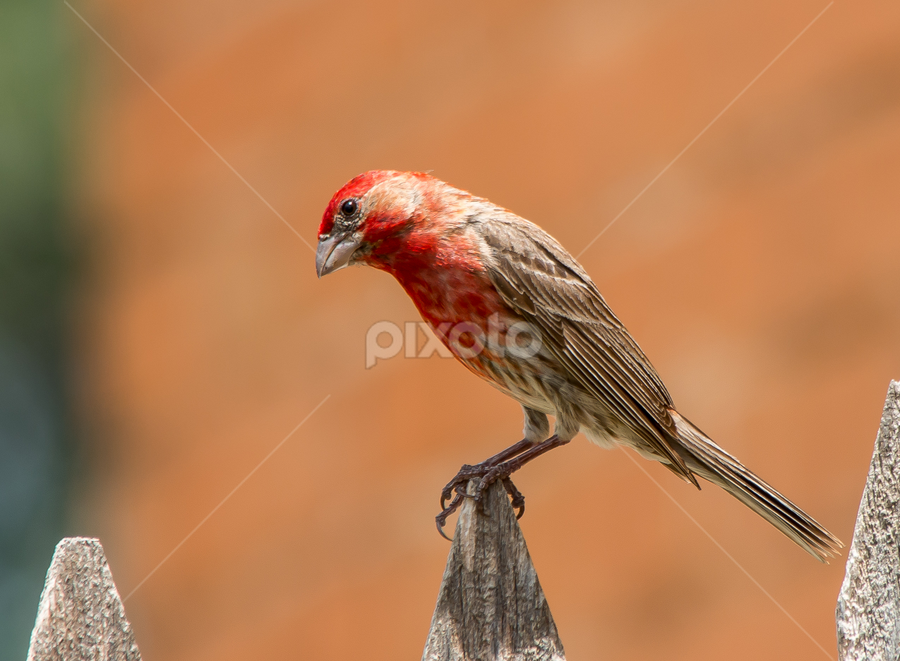 Rosebud on Picket  by Robert Marquis - Animals Birds