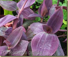 Tradescantia pallida Purple Giant