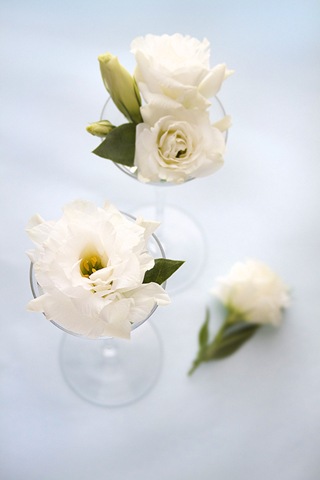 [White Chinese Roses[2].jpg]