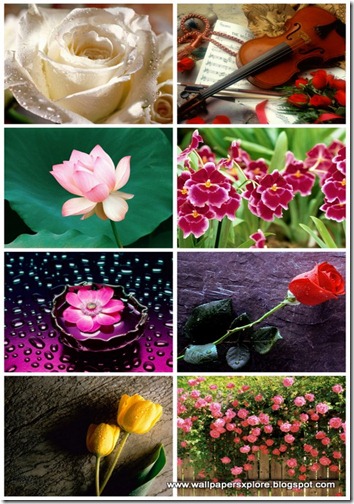 30 Flower Mix Wallpaper 1600 X 1200 (www.wallpapersxplore.blogspot