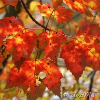 [autumn-leaves-red[15].jpg]