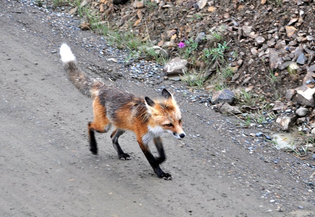 [fox running from eagle.jpg]